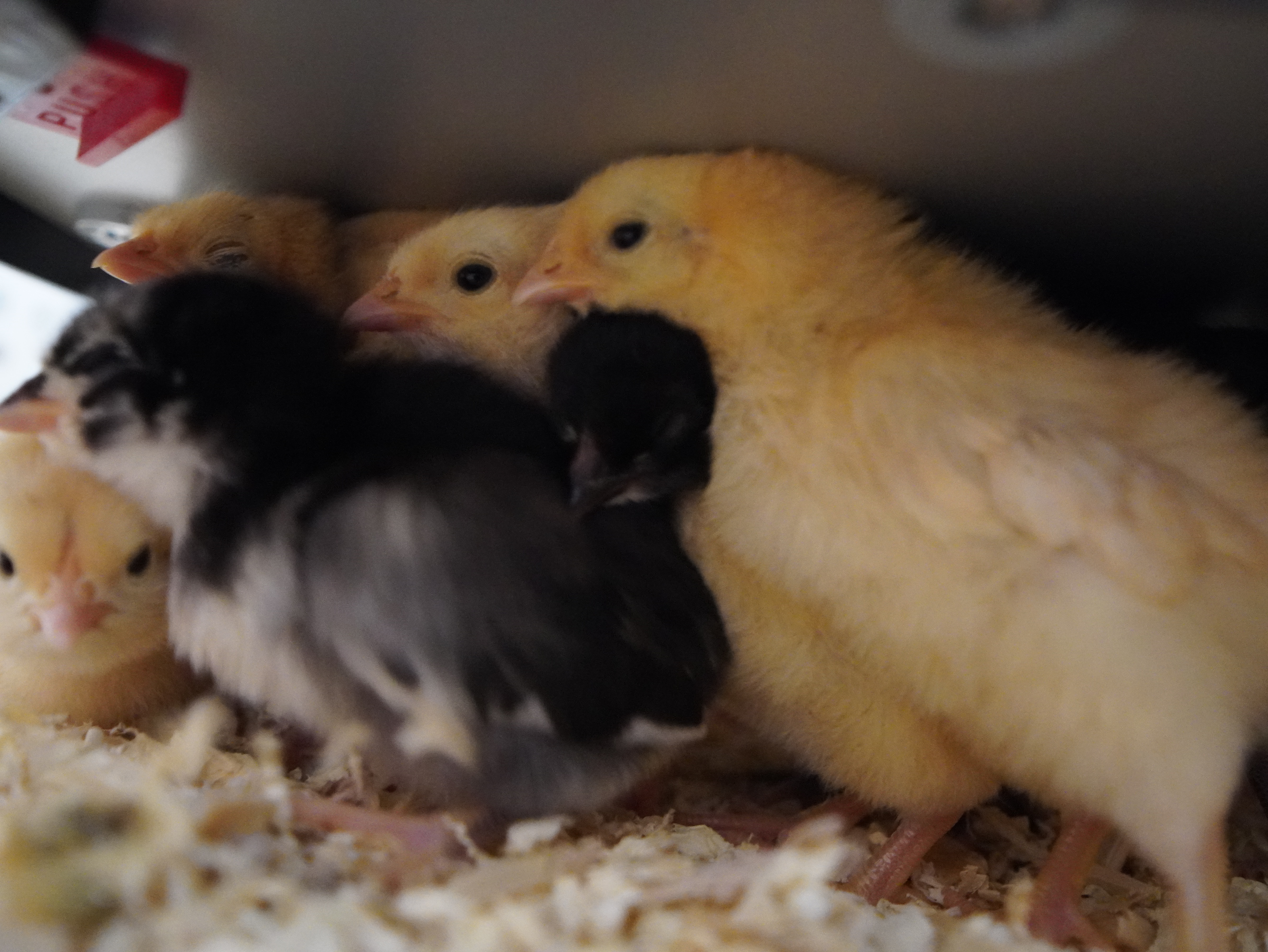 Australorp Chickens: Productive Birds for Small Farms